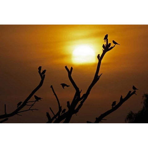 TX, McMullen Co, Brown-headed cowbirds Black Modern Wood Framed Art Print by Illg, Cathy and Gordon