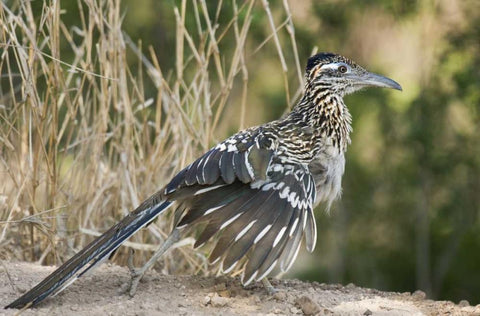 Texas, Starr County Greater roadrunner on ground Black Ornate Wood Framed Art Print with Double Matting by Welling, Dave