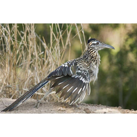 Texas, Starr County Greater roadrunner on ground Black Modern Wood Framed Art Print by Welling, Dave