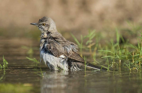 Texas, Starr Co Northern mockingbird bathing White Modern Wood Framed Art Print with Double Matting by Welling, Dave