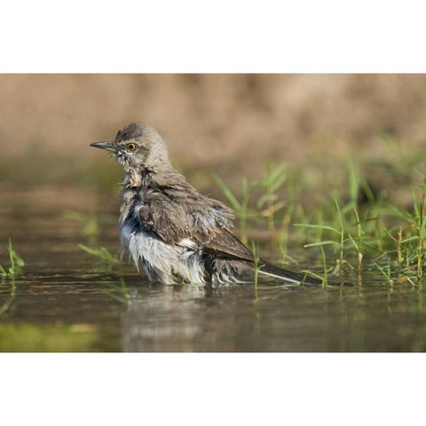Texas, Starr Co Northern mockingbird bathing Gold Ornate Wood Framed Art Print with Double Matting by Welling, Dave
