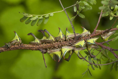 Texas, Hidalgo Co, Thorn treehoppers on a limb Black Ornate Wood Framed Art Print with Double Matting by Welling, Dave