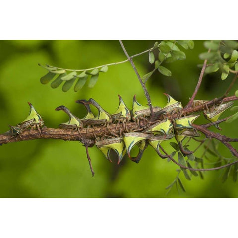 Texas, Hidalgo Co, Thorn treehoppers on a limb White Modern Wood Framed Art Print by Welling, Dave