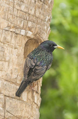 TX, McAllen European starling making a nest Black Ornate Wood Framed Art Print with Double Matting by Welling, Dave