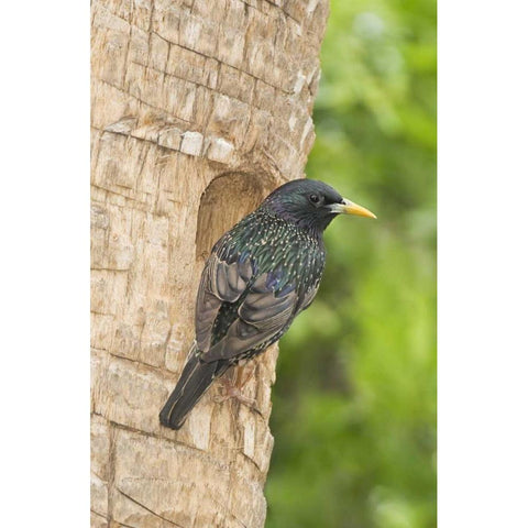 TX, McAllen European starling making a nest Black Modern Wood Framed Art Print by Welling, Dave
