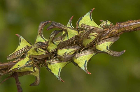 Texas, Hidalgo Co, Thorn treehoppers on a limb Black Ornate Wood Framed Art Print with Double Matting by Welling, Dave