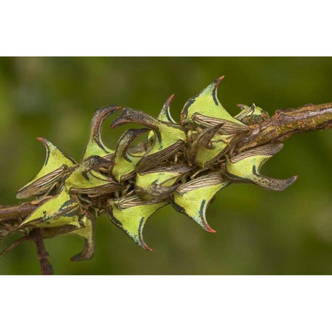 Texas, Hidalgo Co, Thorn treehoppers on a limb Black Modern Wood Framed Art Print with Double Matting by Welling, Dave