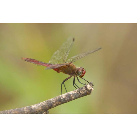 TX, Bentsen Male red-tailed pennant dragonfly Black Modern Wood Framed Art Print by Welling, Dave