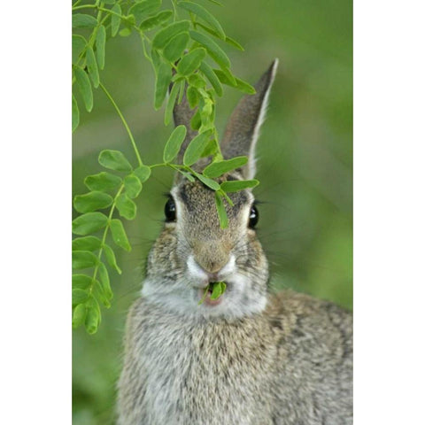 TX, McMullen Co, Eastern cottontail rabbit eats Black Modern Wood Framed Art Print by Illg, Cathy and Gordon