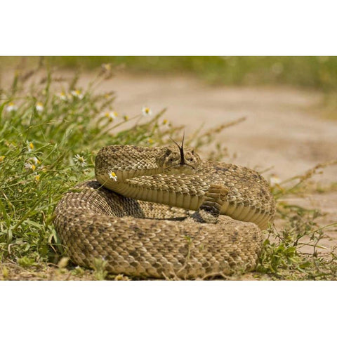 TX, Hidalgo Co, Western diamondback rattlesnake Black Modern Wood Framed Art Print by Illg, Cathy and Gordon