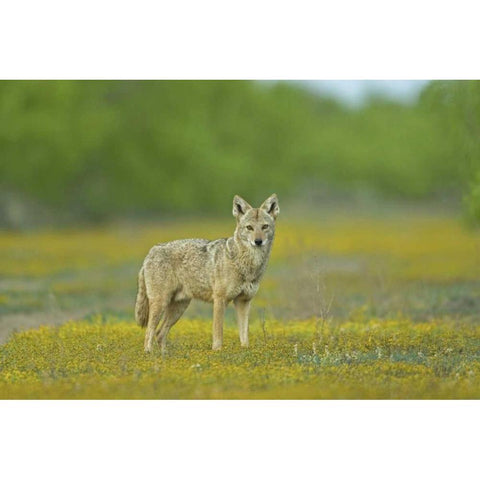 TX, Maverick Co, Lone coyote caught unaware Black Modern Wood Framed Art Print by Illg, Cathy and Gordon