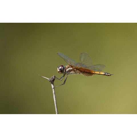 TX, Austin Striped saddlebags dragonfly on stem Black Modern Wood Framed Art Print by Welling, Dave