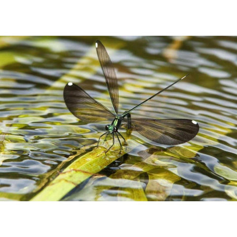 Texas Sparkling jewelwing perched on a leaf Black Modern Wood Framed Art Print by Welling, Dave