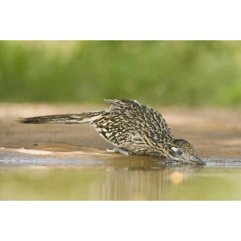 TX, Greater roadrunner bird drinking at a pond White Modern Wood Framed Art Print by Welling, Dave