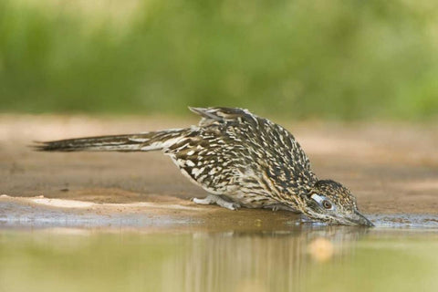 TX, Greater roadrunner bird drinking at a pond White Modern Wood Framed Art Print with Double Matting by Welling, Dave