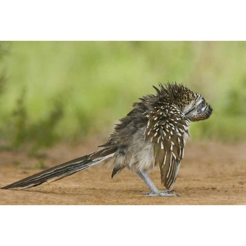 Texas, Adult greater roadrunner bird grooming Black Modern Wood Framed Art Print by Welling, Dave