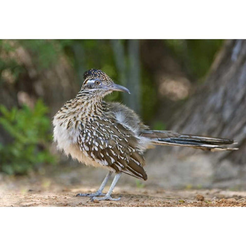 Texas, Rio Grande Valley Greater roadrunner bird Black Modern Wood Framed Art Print by Welling, Dave