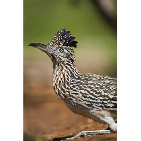 Texas, Rio Grande Valley Greater roadrunner bird Black Modern Wood Framed Art Print by Welling, Dave