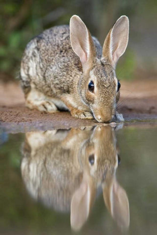 TX, Desert cottontail rabbit drinking at a pond Black Ornate Wood Framed Art Print with Double Matting by Welling, Dave
