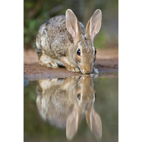 TX, Desert cottontail rabbit drinking at a pond Black Modern Wood Framed Art Print by Welling, Dave