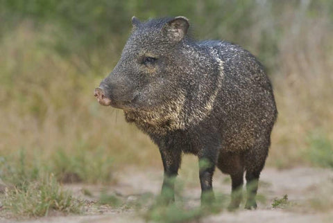 Texas, Rio Grande Valley Close-up of javelina White Modern Wood Framed Art Print with Double Matting by Welling, Dave