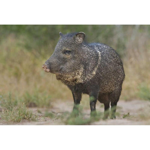 Texas, Rio Grande Valley Close-up of javelina Black Modern Wood Framed Art Print by Welling, Dave