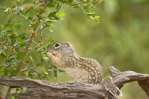 Texas, Mexican ground squirrel eating leaf White Modern Wood Framed Art Print with Double Matting by Welling, Dave
