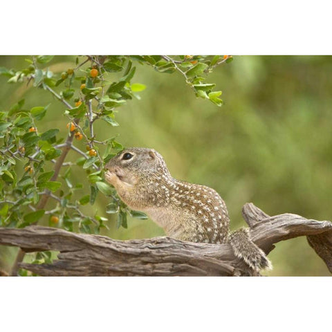 Texas, Mexican ground squirrel eating leaf Black Modern Wood Framed Art Print by Welling, Dave