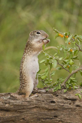 Texas, Mexican ground squirrel eating leaf Black Ornate Wood Framed Art Print with Double Matting by Welling, Dave