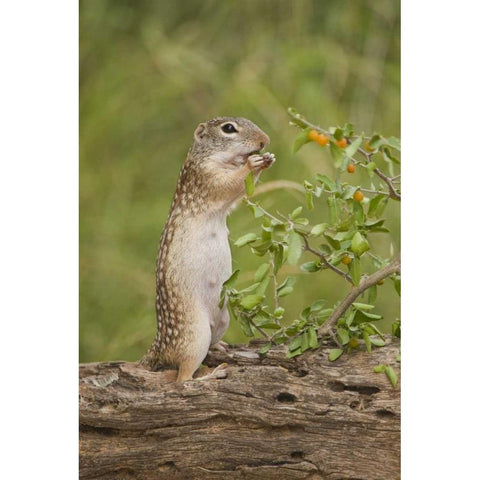 Texas, Mexican ground squirrel eating leaf Gold Ornate Wood Framed Art Print with Double Matting by Welling, Dave