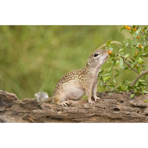 TX, Rio Grande Valley Mexican ground squirrel Black Modern Wood Framed Art Print by Welling, Dave