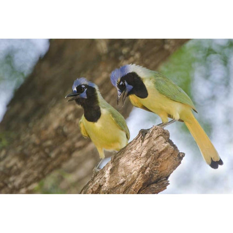 TX, Mated pair of green jays perched in a tree Black Modern Wood Framed Art Print with Double Matting by Welling, Dave