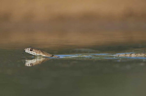 TX, Western coachwhip snake swims in a small pond White Modern Wood Framed Art Print with Double Matting by Welling, Dave