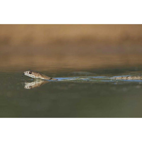 TX, Western coachwhip snake swims in a small pond Gold Ornate Wood Framed Art Print with Double Matting by Welling, Dave