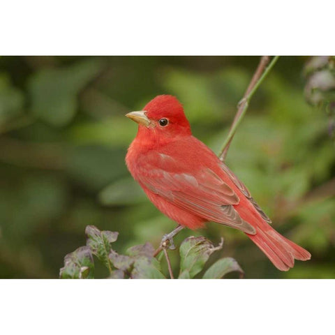 TX, South Padre Is Male summer tanager on a limb Gold Ornate Wood Framed Art Print with Double Matting by Welling, Dave