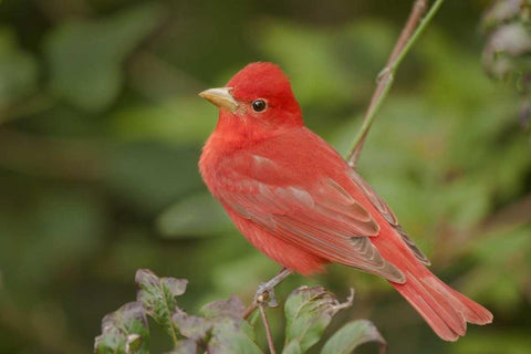 TX, South Padre Is Male summer tanager on a limb Black Ornate Wood Framed Art Print with Double Matting by Welling, Dave