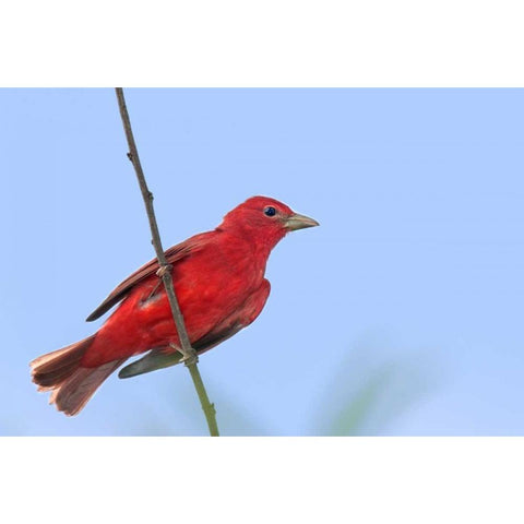 TX, South Padre Is Male summer tanager on a limb Gold Ornate Wood Framed Art Print with Double Matting by Welling, Dave