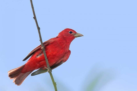 TX, South Padre Is Male summer tanager on a limb Black Ornate Wood Framed Art Print with Double Matting by Welling, Dave