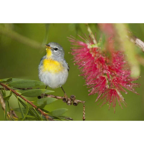 TX, South Padre Island Female northern parula Black Modern Wood Framed Art Print by Welling, Dave
