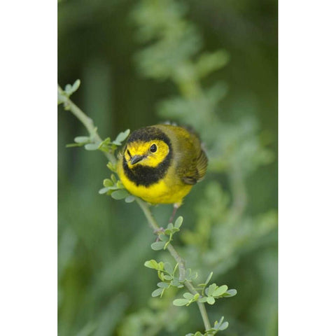TX, South Padre Island Male hooded warbler White Modern Wood Framed Art Print by Welling, Dave