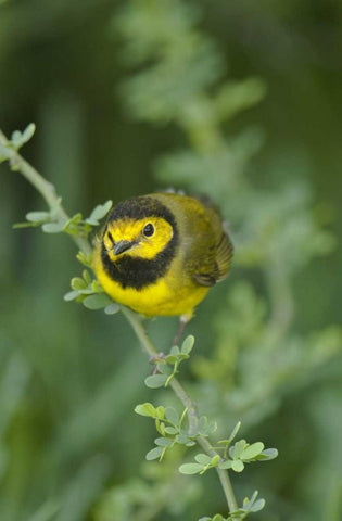 TX, South Padre Island Male hooded warbler White Modern Wood Framed Art Print with Double Matting by Welling, Dave