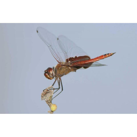 TX, Travis Co, Red saddlebags perches on a limb Black Modern Wood Framed Art Print by Welling, Dave