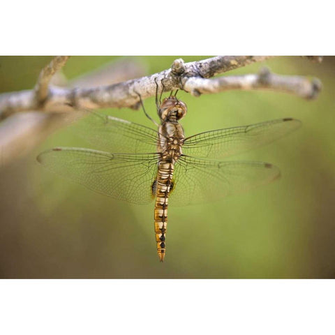 TX, Travis Co, Spot-winged glider dragonfly White Modern Wood Framed Art Print by Welling, Dave