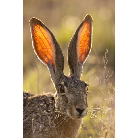 Texas, Maverick County Black-tailed jackrabbit Gold Ornate Wood Framed Art Print with Double Matting by Illg, Cathy and Gordon