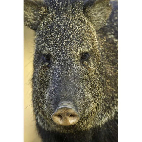 Texas Frontal view of collard peccary Black Modern Wood Framed Art Print by Lord, Fred