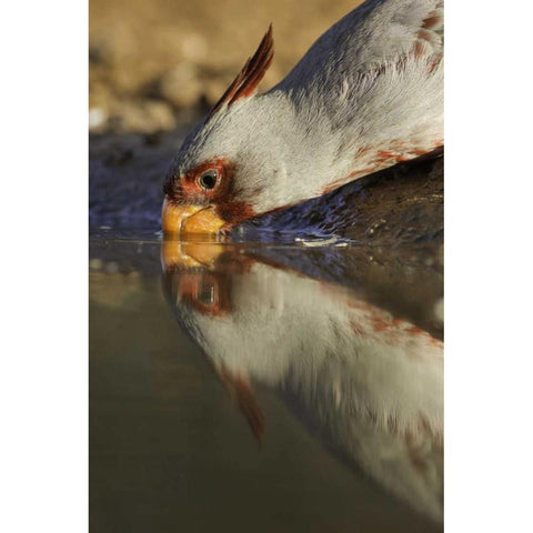Texas Male pyrrhuloxis bird drinking Gold Ornate Wood Framed Art Print with Double Matting by Lord, Fred