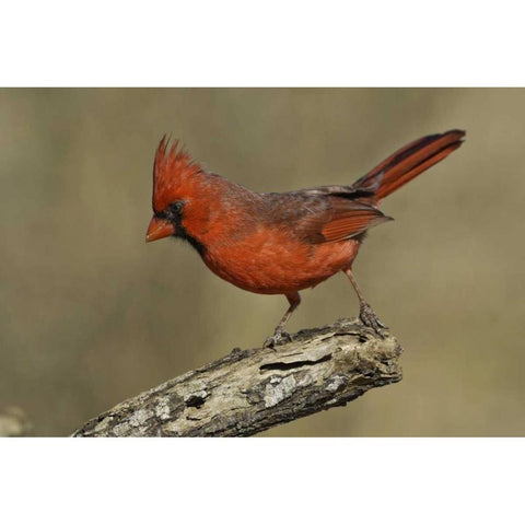 Texas Northern cardinal on branch Black Modern Wood Framed Art Print by Lord, Fred