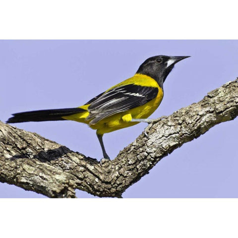 Texas, Santa Clara Ranch Audubon oriole on limb White Modern Wood Framed Art Print by Lord, Fred