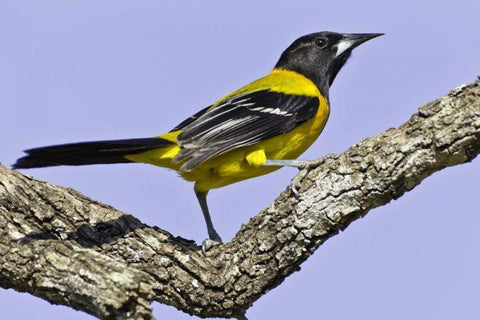 Texas, Santa Clara Ranch Audubon oriole on limb White Modern Wood Framed Art Print with Double Matting by Lord, Fred