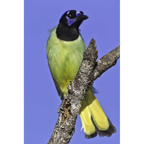 USA, Texas, Santa Clara Ranch Green jay on limb Black Modern Wood Framed Art Print by Lord, Fred